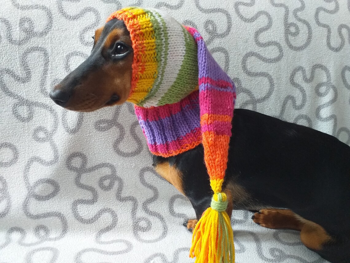 Knitted hat for dachshund or small dog warm knitted hat for Etsy