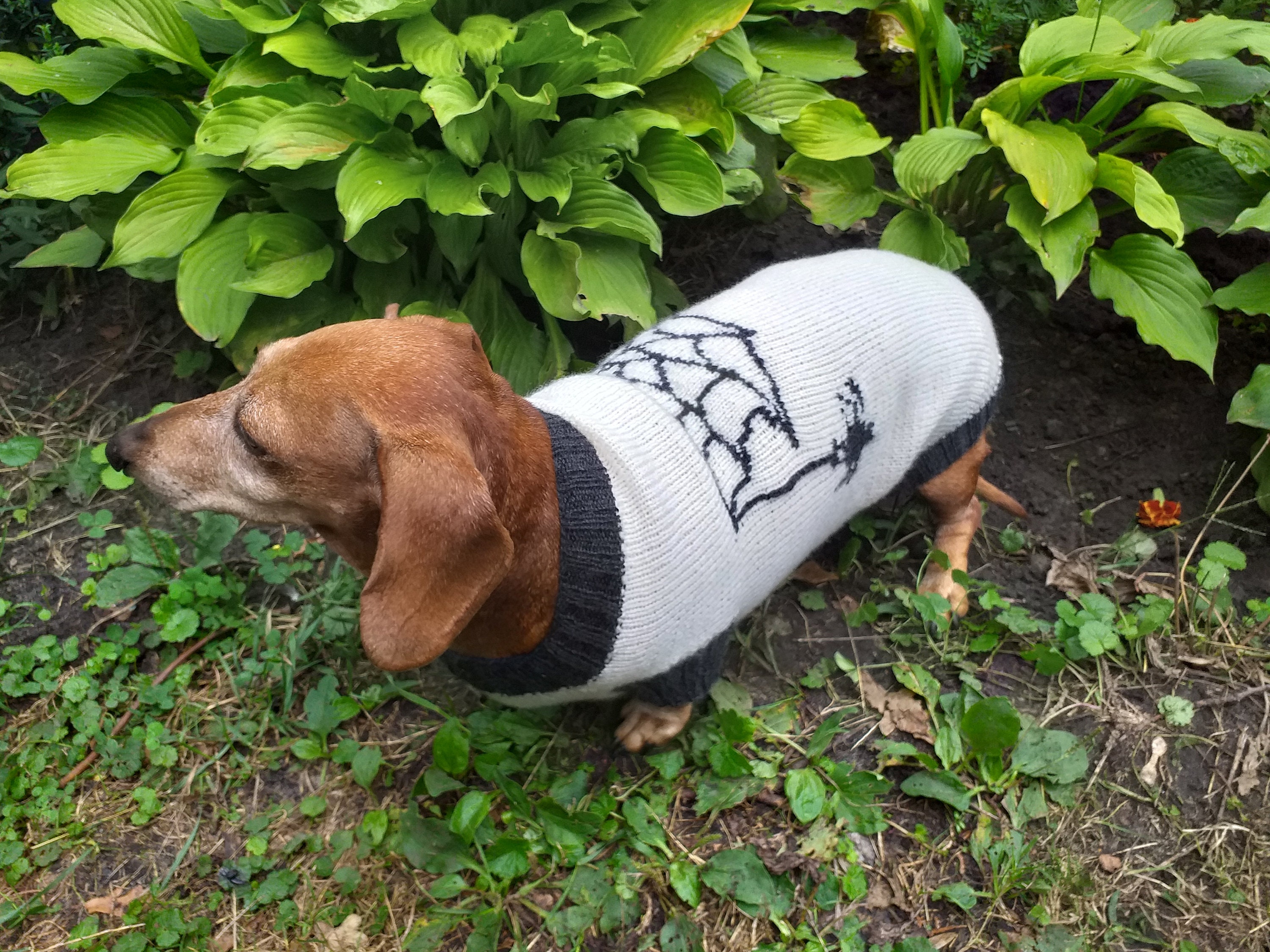 wiener dog spider costume