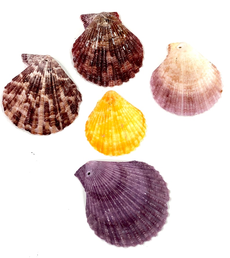 Natural Sea Shell Charms With Drilled Hole Natural Sea Shell Pendants With Drilled Hole