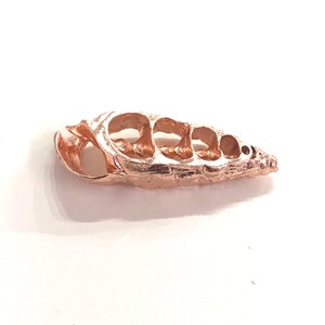 Rose Gold Plated Turritella Terebra Pendant