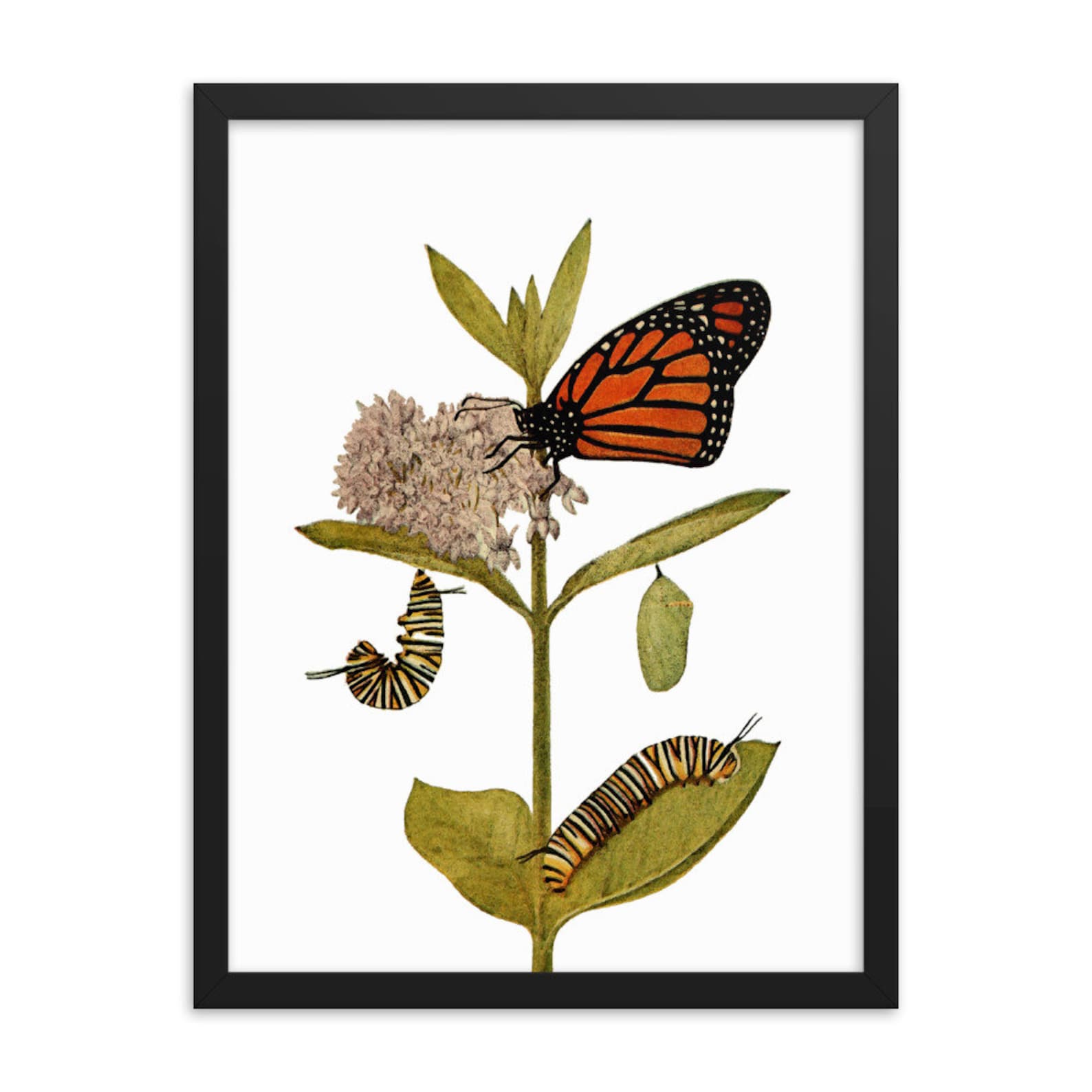 Monarch Butterfly Framed Picture Wall Art Botanical Print Etsy