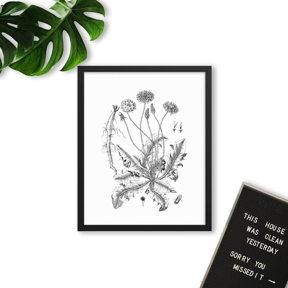 Señora T-Shirt diente de león motivo negro blanco dandelion Print