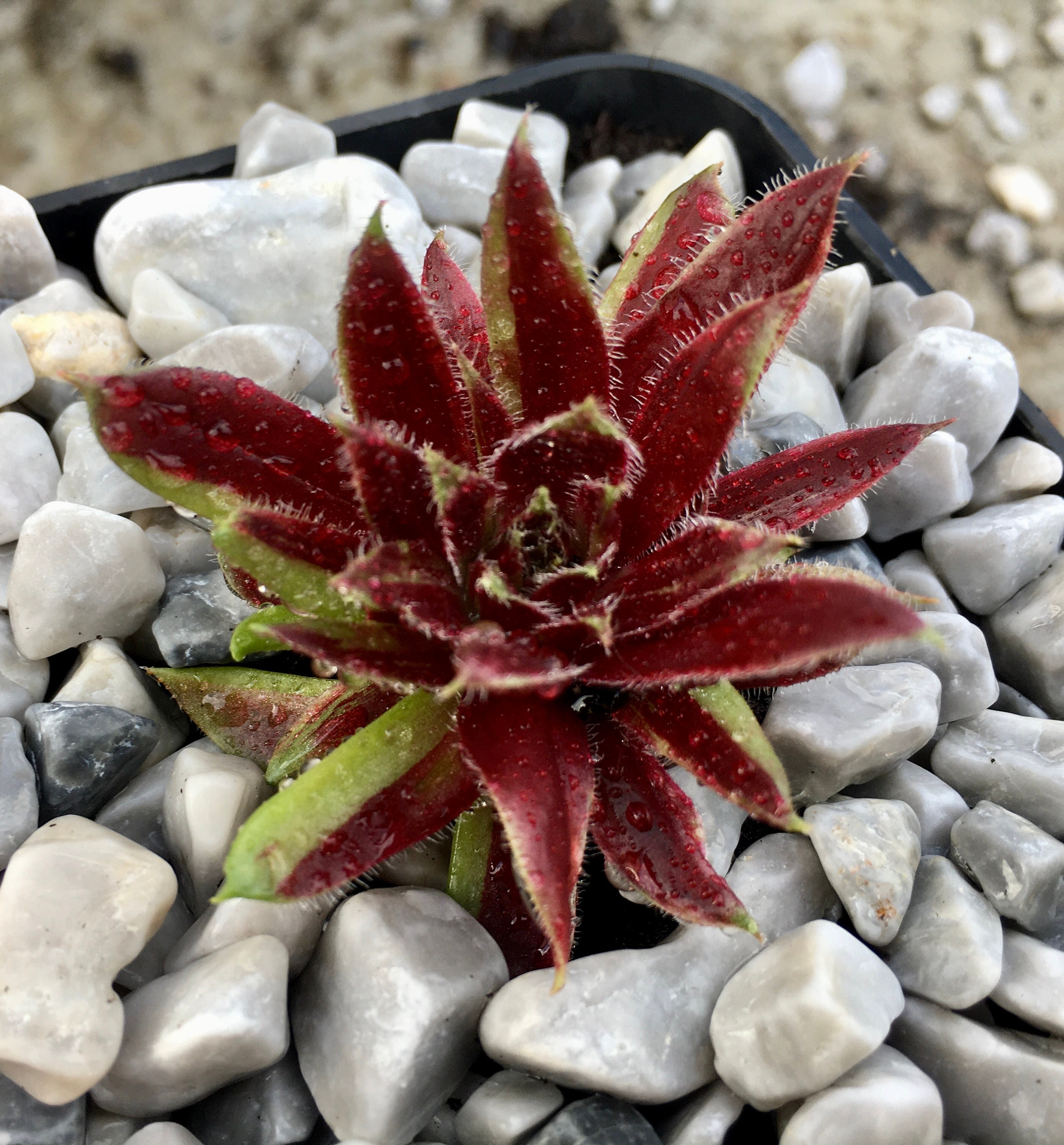 Photo of the entire plant of Hen and Chick (Sempervivum 'Red Lion Variegated')  posted by valleylynn 