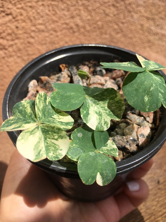 Oxalis decaphylla extremely rare 1 bulb