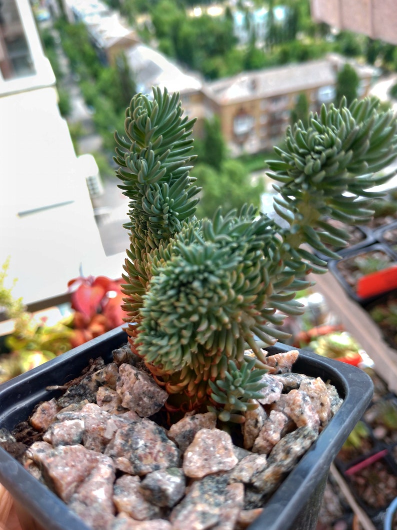 Sedum rupestre cristata blue form succulent plant