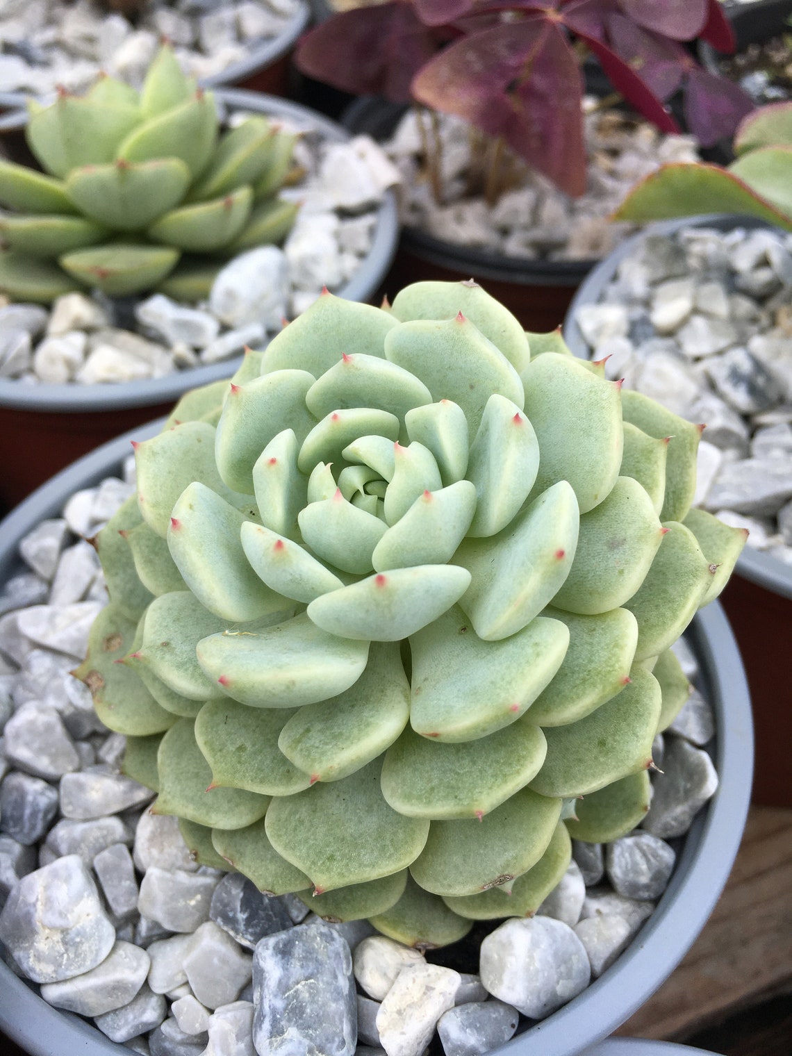 Echeveria Derenbergii live succulent plant Etsy