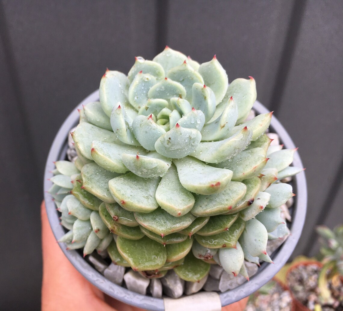 Echeveria Derenbergii live succulent plant Etsy