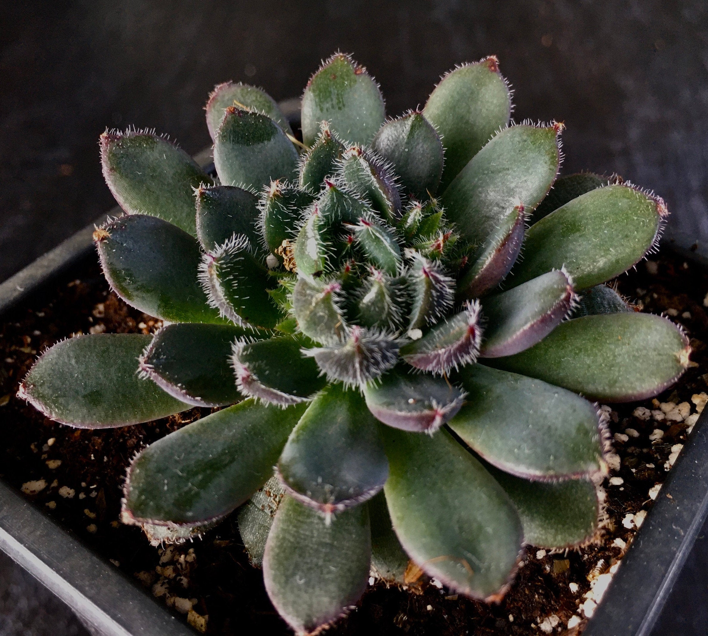 Rare Echeveria Scorpio live succulent plant Etsy