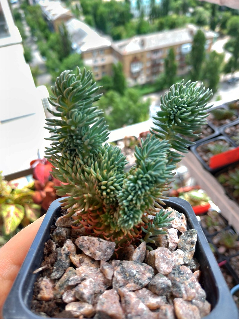 Sedum rupestre cristata blue form succulent plant