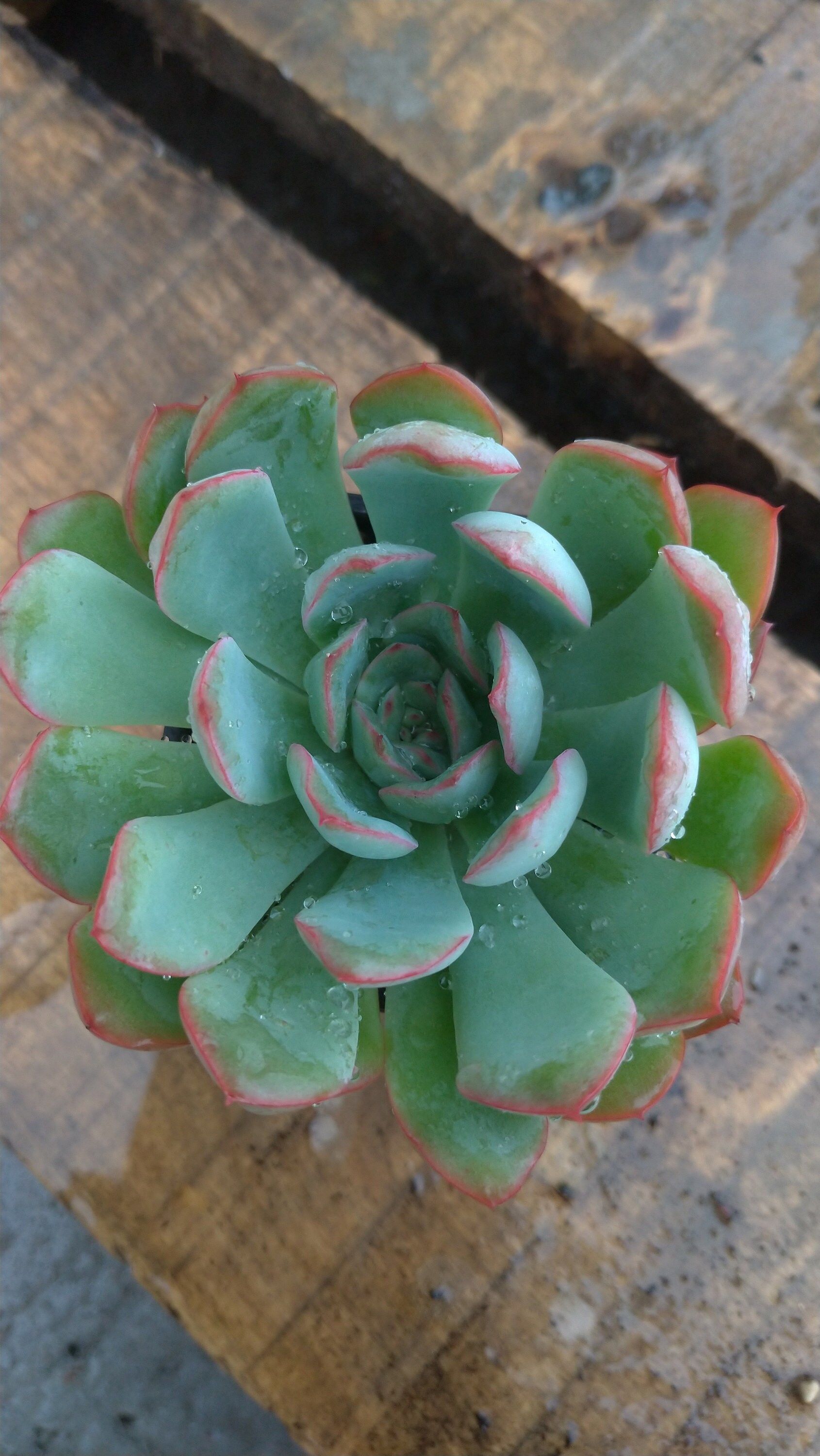 7cm 1-cutting Succulent live Plant Echeveria pulidonis Home Garden Rare Grow pot 7cm 1-cutting Succulent live Plant Echeveria pulidonis Home Garden Rare Grow pot