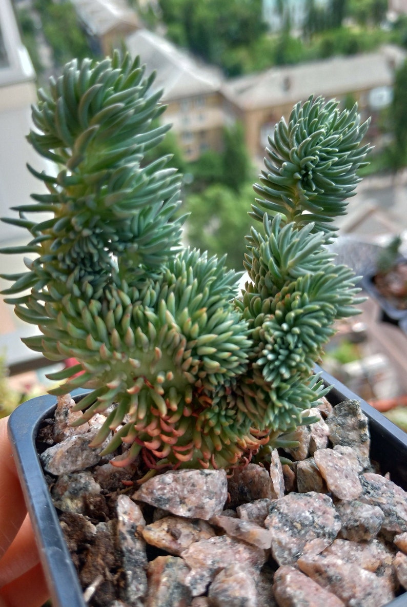 Sedum rupestre cristata blue form succulent plant
