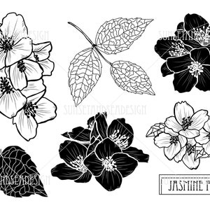 Jasmin Blumen Digital Clipart. Blumen Digitale Clipart. Planer, Stoff, Tapete, Geschenkverpackung, Papeterie, Karte. Vektor Blume