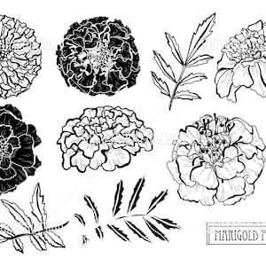 Clipart digital de flores de calêndula. Clipart digital de flores. Planejador, tecido, papel de parede, papel de embrulho, papelaria, cartão. Flor vetorial