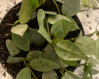 Hoya Krohniana Silver, also known as Hoya Krohniana Eskimo unrooted cuttings