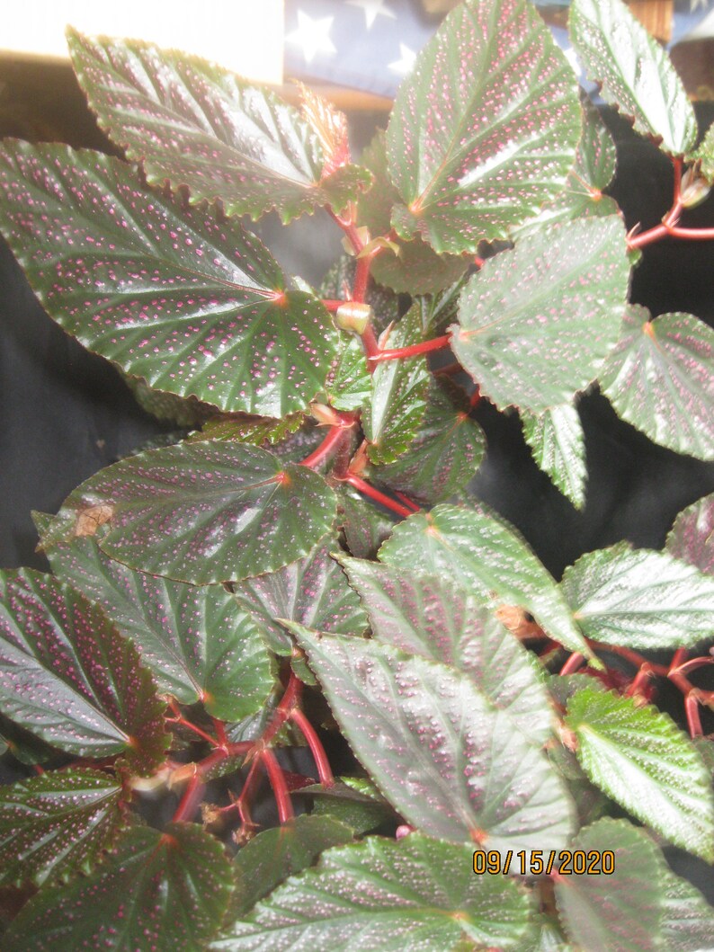 Angel wing Begonia Begonia Angelwing Begonia | Etsy