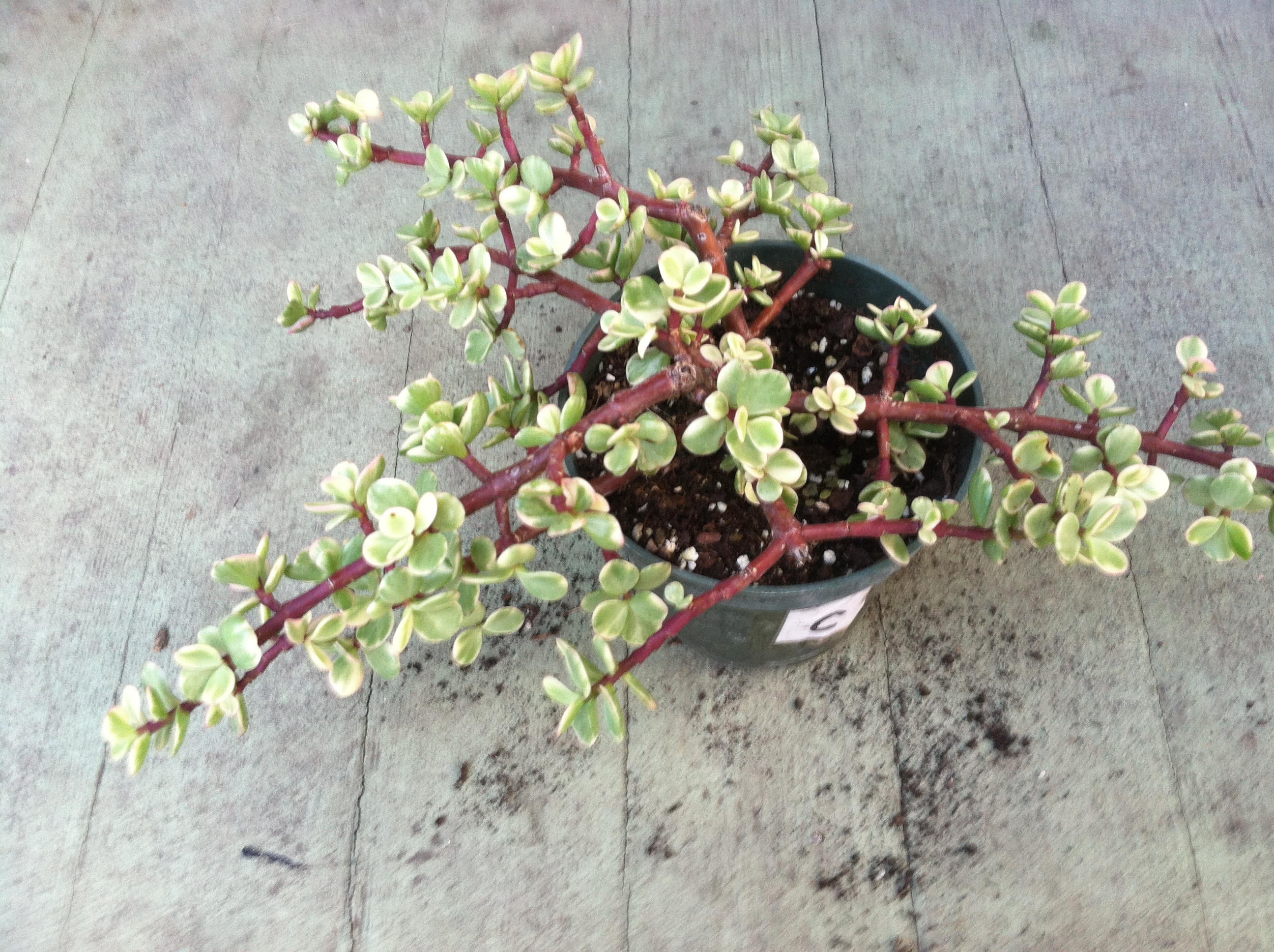 Elephant Bush Variegated Elephant Bush Portulacaria afra Etsy