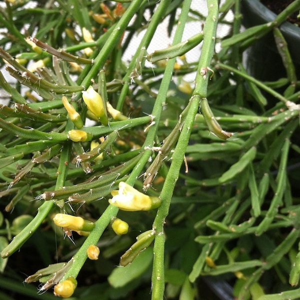 Rhipsalis ewaldiana unrooted cuttings x 3