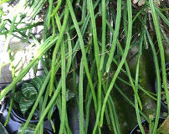 Selenicereus Wercklei unrooted cuttings