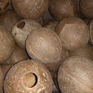 8er Pack echte Kokosnüsse. Kokosnüsse zu malen ist eine lustige Aktivität für Ihr Farb- und Schlucktreffen, die Damennacht oder die Partyaktivität.