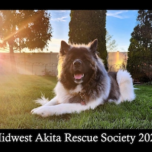 Puede incluir: Un perro Akita grande, con pelaje marrón y blanco, yace sobre hierba verde, con la boca abierta. La imagen está tomada al aire libre, con árboles y una valla al fondo. El texto en la parte inferior dice "Midwest Akita Rescue Society 2026".