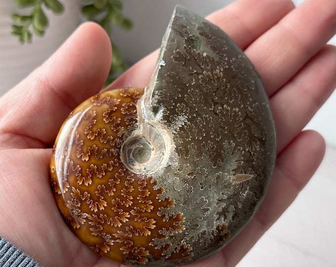 Whole Polished Sutured Ammonite Fossil // Genuine Fossils // Gifts for