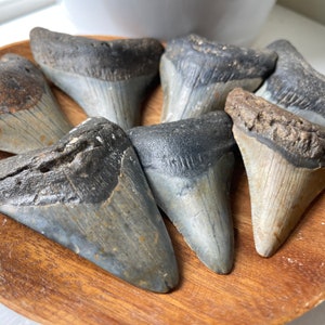 Authentic Fossil Megalodon Prehistoric Shark Tooth - Natural & Unmodified