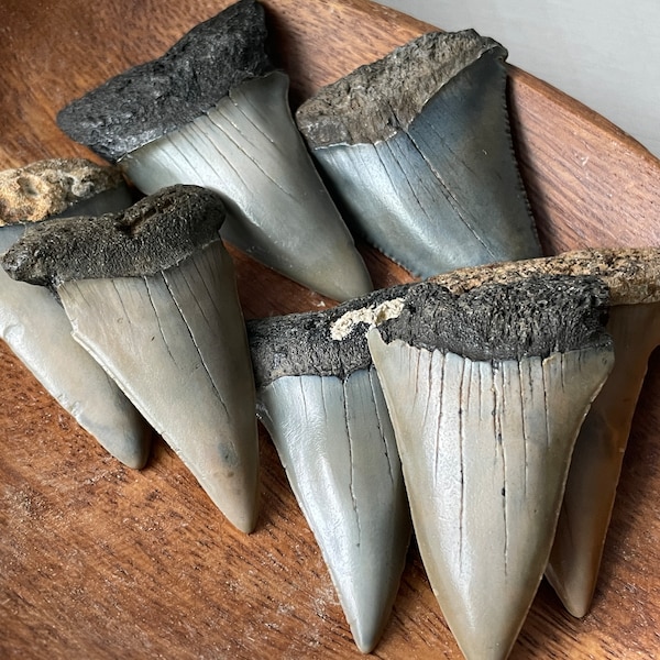 Authentic Fossil Transitional Great White Shark Tooth - Rare Prehistoric Find