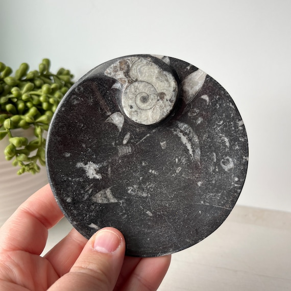 アンモナイト ゴニアタイト 飾台付き