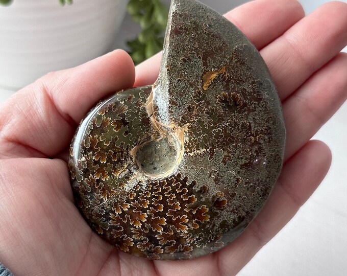 Whole Polished Sutured Ammonite Fossil // Genuine Fossils // Gifts for