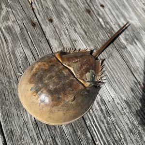 12.5 Inch Long Real Horseshoe Crab Molt- Horseshoe Crab Shed