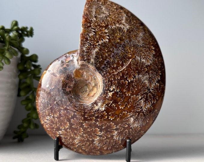 Whole Polished Sutured Ammonite Fossil on Metal Stand // Genuine