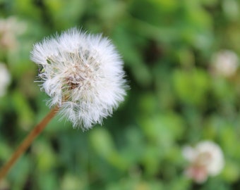 Digital Photo- instant download- Dandelion Seed flower - printable