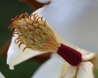 Digital Photo- instant download- magnolia flower - printable