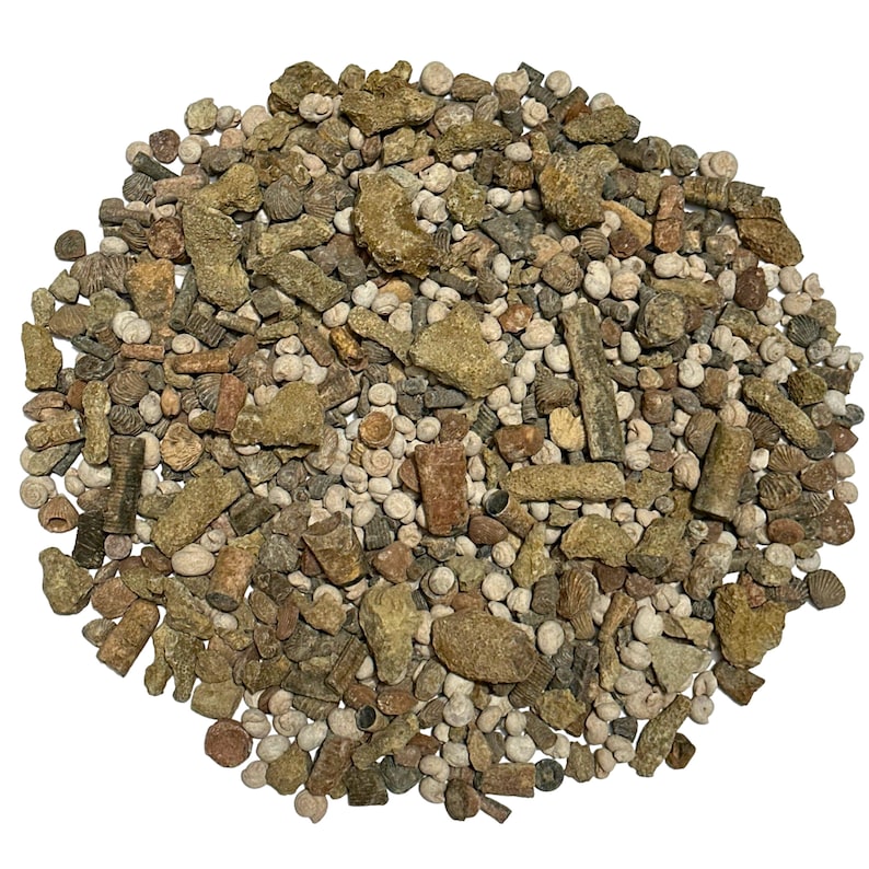 Puede incluir: Una gran colecci&oacute;n de conchas marinas fosilizadas en diversas formas, tama&ntilde;os y colores. Los f&oacute;siles son principalmente marrones, beige y blancos, y algunos tienen una superficie rugosa y texturizada.