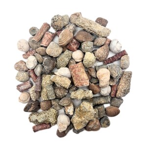 Puede incluir: Una colecci&oacute;n de f&oacute;siles de criaturas marinas, incluyendo conchas, corales y crinoideos. Los f&oacute;siles son de varios tonos de marr&oacute;n, beige y rojo.