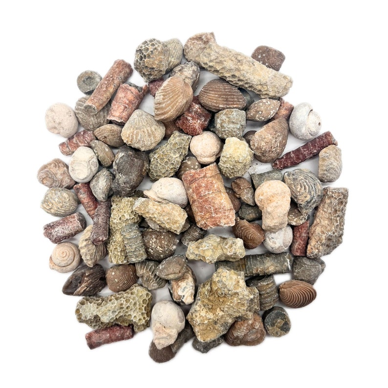 Puede incluir: Una colecci&oacute;n de f&oacute;siles de criaturas marinas, incluyendo conchas, corales y crinoideos. Los f&oacute;siles son de varios tonos de marr&oacute;n, beige y rojo.