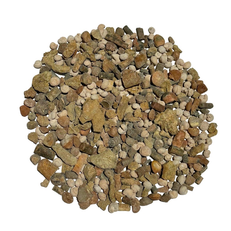 Puede incluir: Una gran colecci&oacute;n de conchas marinas fosilizadas y otras formas de vida marina en varios tonos de marr&oacute;n, beige y gris. Los f&oacute;siles est&aacute;n dispuestos en un patr&oacute;n circular sobre un fondo blanco.
