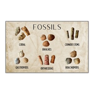 Puede incluir: Un gr&aacute;fico con la palabra "FOSSILES" en la parte superior. El gr&aacute;fico muestra diferentes tipos de f&oacute;siles, incluidos corales, bivalvos, tallos de crinoideos, gaster&oacute;podos, ortocer&aacute;tidos y braqui&oacute;podos.