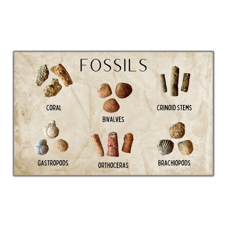 Puede incluir: Un gr&aacute;fico con la palabra "FOSSILES" en la parte superior. El gr&aacute;fico muestra diferentes tipos de f&oacute;siles, incluidos corales, bivalvos, tallos de crinoideos, gaster&oacute;podos, ortocer&aacute;tidos y braqui&oacute;podos.