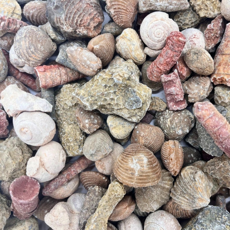 Puede incluir: Una colecci&oacute;n de diferentes conchas marinas y corales fosilizados en tonos marrones, grises y rojos. Los f&oacute;siles est&aacute;n dispuestos en un patr&oacute;n aleatorio, creando una exhibici&oacute;n visualmente interesante.