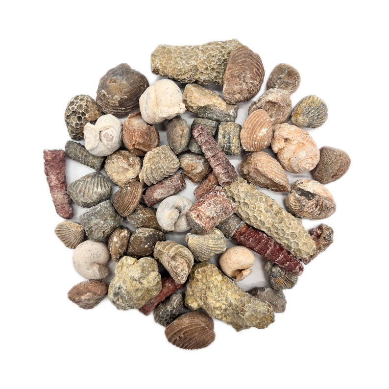 Puede incluir: Una colecci&oacute;n de conchas marinas fosilizadas en varias formas, tama&ntilde;os y colores. Los f&oacute;siles son principalmente marrones, grises y blancos, con algunos acentos marr&oacute;n rojizo. Los f&oacute;siles est&aacute;n dispuestos en un patr&oacute;n circular sobre un fondo blanco.