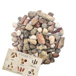 Fossil Mix | Bag of Genuine Fossils | Gastropods Crinoids Brachiopods Orthoceras Bivalves | Fossil Dig | Dinosaur Fossil Favors
