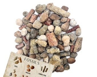 May include: A collection of various fossils, including coral, bivalves, crinoid stems, gastropods, and ortho-ceras. The fossils are arranged in a pile on a white background. A card with the word "FOSSILS" and illustrations of different types of fossils is in the foreground.