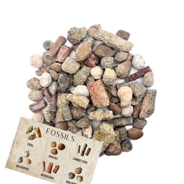 Fossil Mix | Bag of Genuine Fossils | Gastropods Crinoids Brachiopods Orthoceras Bivalves | Fossil Dig | Dinosaur Fossil Favors