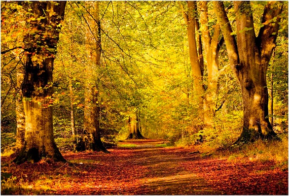 Path Through Autumn Woods Woodland Forest Trees Autumnal