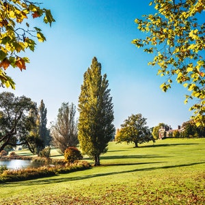 May include: A picturesque view of a grassy field with a lake in the foreground. The field is dotted with trees, including a tall, slender evergreen tree in the centre. A building is visible in the distance, nestled amongst the trees.