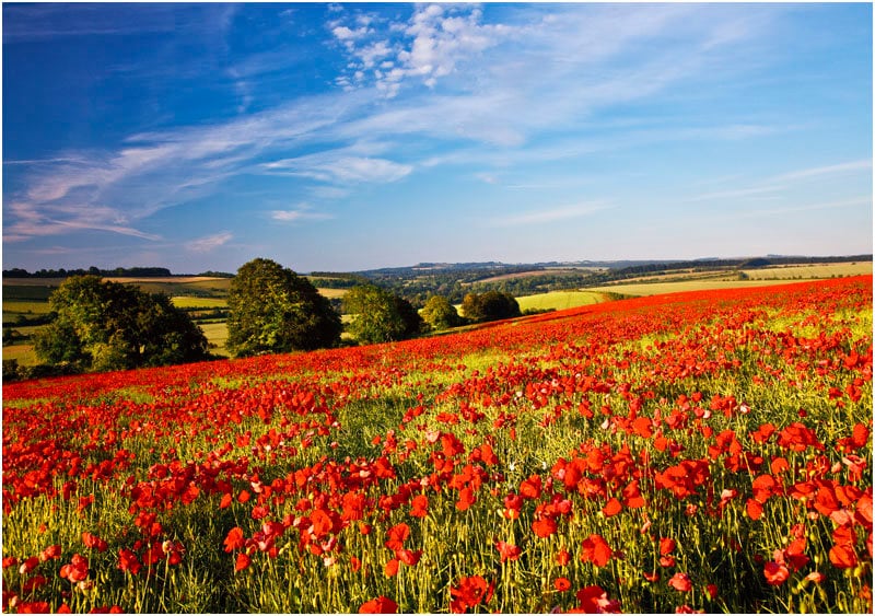 Red Corn Poppies Poppy Field Marlborough Downs Wiltshire - Etsy
