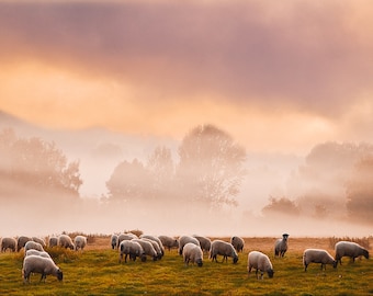 Sheep in misty autumnal landscape autumn mists countryside nature farm animals wintry winter weather UK British mounted photograph print art