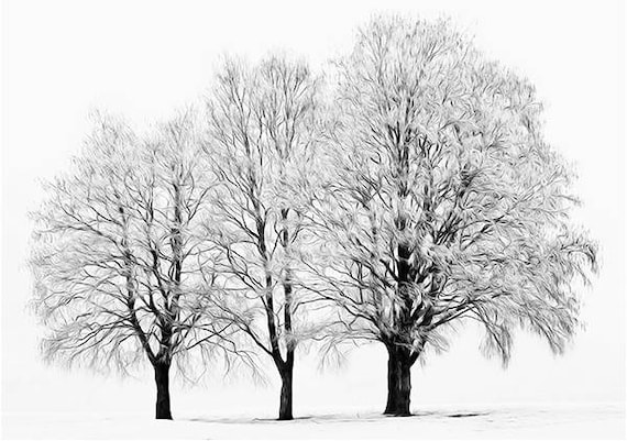 Three Bare Winter Trees Trio Simple Minimalist Monochrome Etsy