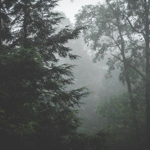 Trees in the Rain Wall Art